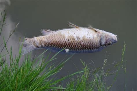 夢見死魚